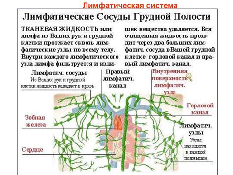 Роль лимфатической системы в организме: важные функции и особенности