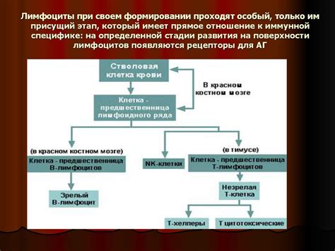 Роль лимфоузла в иммунной системе организма