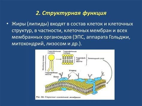 Роль липидов в процессах клеточной сигнализации и молекулярной распознаваемости