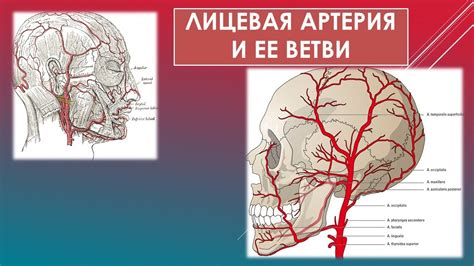 Роль лицевой артерии в окружении челюсти и ее влияние