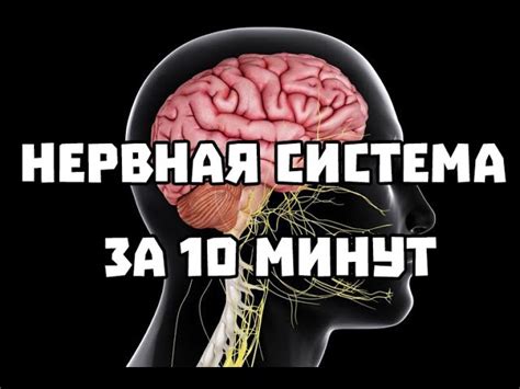 Роль малого мозга в функционировании центральной нервной системы
