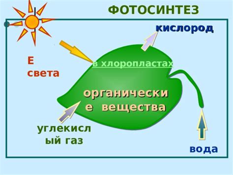 Роль мезосом в фотосинтезе и обмене веществ