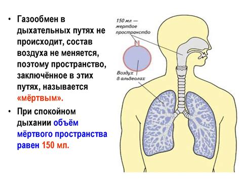 Роль мембраны в дыхательной системе