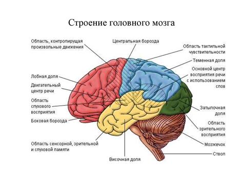 Роль мозга в формировании психических процессов