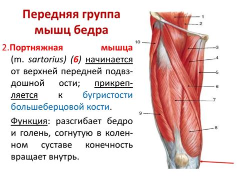 Роль мышц бедра в движении: силовые двигатели нижней конечности