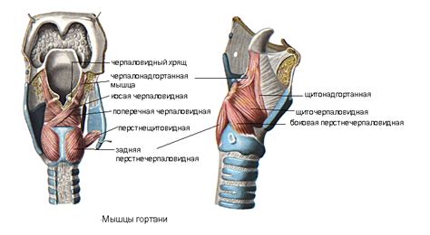 Роль мышц гортани в процессе формирования звуковых вибраций