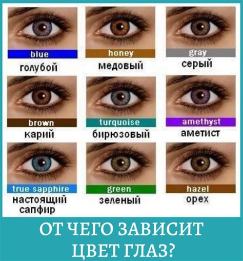 Роль наследственности в определении цвета глаз и волос: изучение корней природы