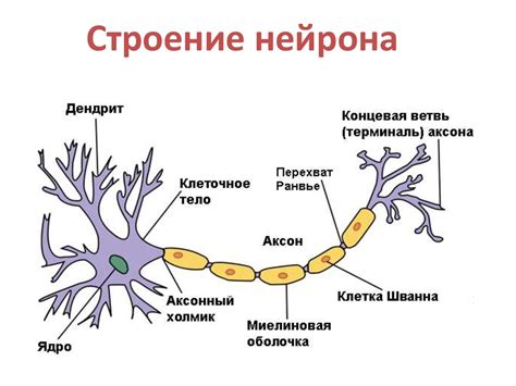 Роль нейронов в передаче сигналов к мышцам