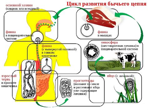 Роль нервной сети в жизненном цикле паразитических глистов