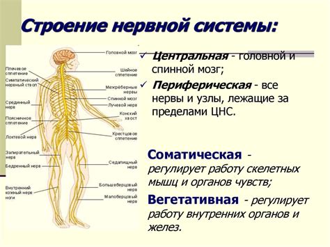 Роль нервной системы в функционировании органов и систем организма