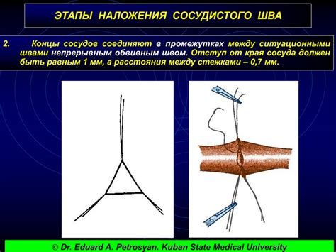 Роль нервных окончаний в кровеносных сосудах