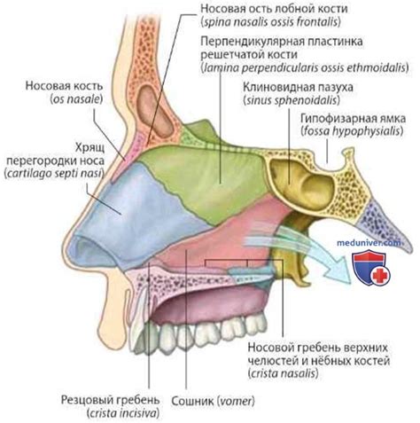 Роль носовых полостей в организме