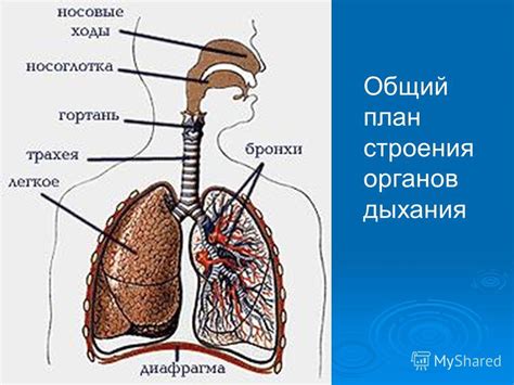 Роль обследования функции дыхания в диагностике патологий органов дыхания