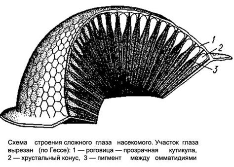 Роль органов зрения у насекомых