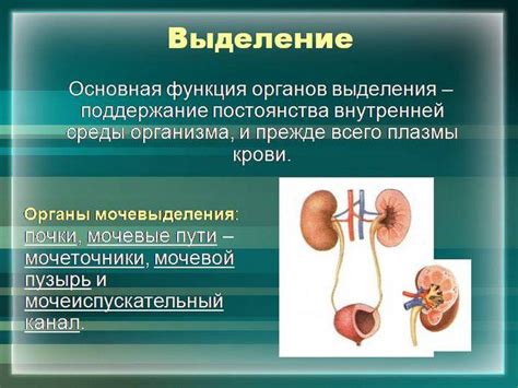 Роль органов фильтрации в очищении организма: функции печени и почек