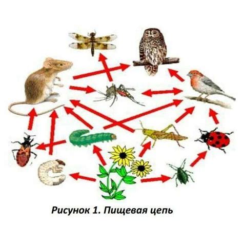 Роль охраны перетягивающих мышей в экосистеме и их значимость для биоразнообразия