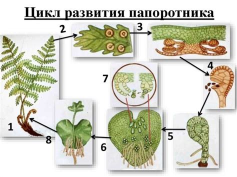 Роль папоротника и рябины в биологической среде