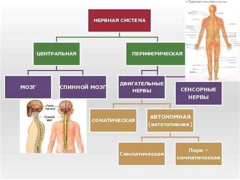 Роль периферической нервной системы в функционировании органов и тканей человеческого тела