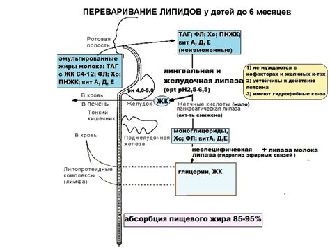 Роль питания в формировании уровней липидов у детей