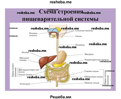 Роль пищеварительной системы в синтезе витамина D