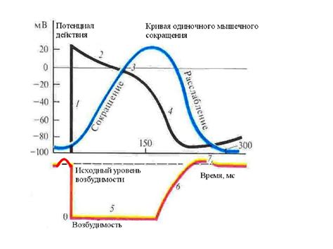 Роль плазмы в поддержании жизнедеятельности организма