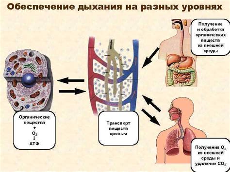 Роль плевры и ее вклад в процесс дыхания