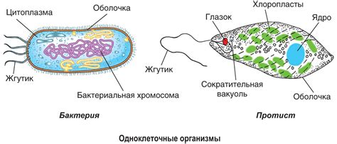 Роль подвижных органелл в передвижении одноклеточных организмов