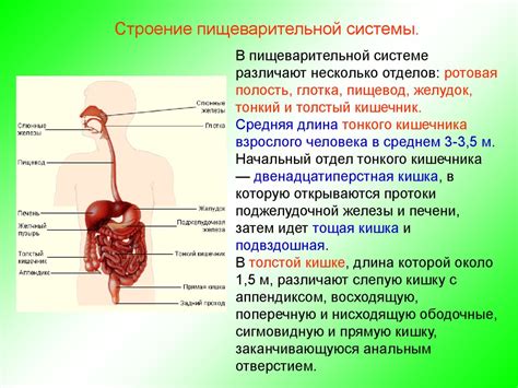 Роль полисорба в повышении пищеварительной функции и общего благополучия организма