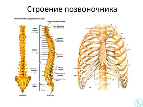 Роль последней поясничной позвонки в поддержании осанки