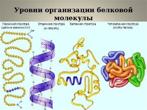 Роль последовательности аминокислот в формировании белковой структуры