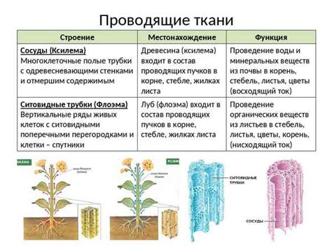 Роль проводящей ткани в переносе веществ в организмах растений