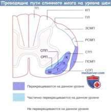 Роль проводящих путей спинного мозга в передаче сигналов