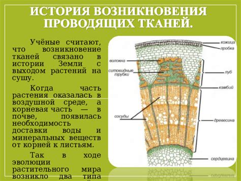 Роль проводящих тканей в поддержании вертикального положения растений