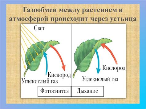 Роль процесса дыхания в жизнедеятельности растений