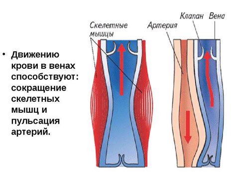 Роль рассеянного соединительного вещества в потоке крови по венам