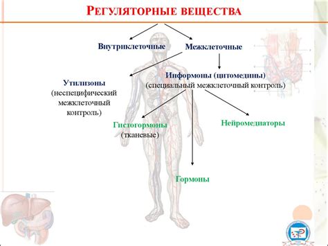 Роль регуляторных систем в ключевых биологических ответах организма