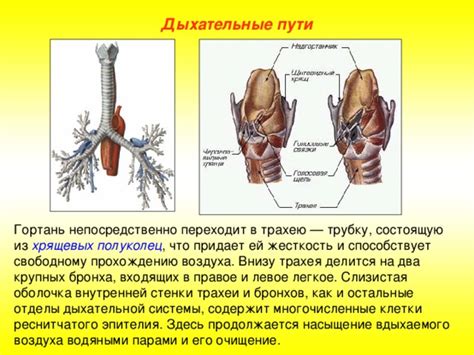 Роль реснитчатого эпителия в функционировании дыхательной системы