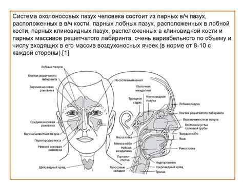 Роль ресничек в носовых проходах в организме человека