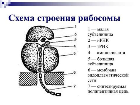 Роль рибосом в жизненном цикле микроорганизмов: механизмы и функции