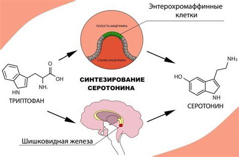 Роль серотонина в регуляции настроения и поведения