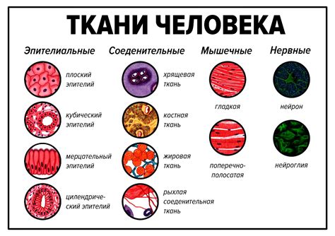 Роль сетчатой ткани в иммунологии и защите организма