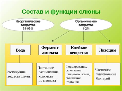 Роль слюны и полости рта в гидратации организма