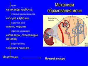 Роль смолы в организме. Процессы образования смолы в моче.