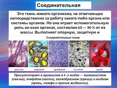 Роль соединительной ткани в поддержании формы и обеспечении механической поддержки органов