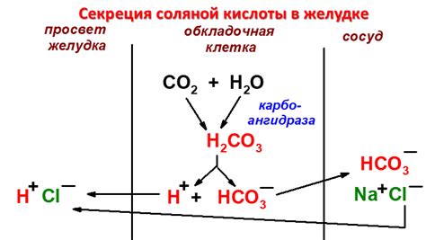 Роль соляной кислоты в процессе пищеварения