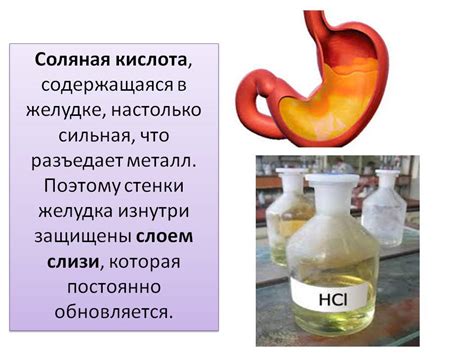 Роль соляной кислоты в функционировании желудка