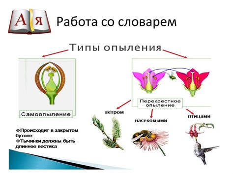 Роль соцветия в жизни растений: многолетние поселения и разнообразие стратегий