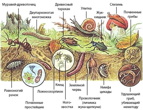 Роль стенооксиобионтов в формировании почвенной флоры и фауны