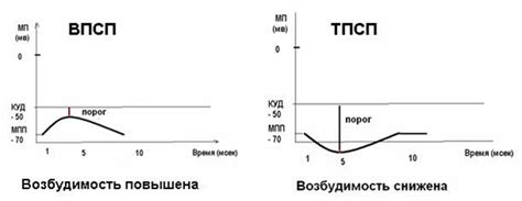 Роль супов в поддержании естественного уровня жидкости в организме