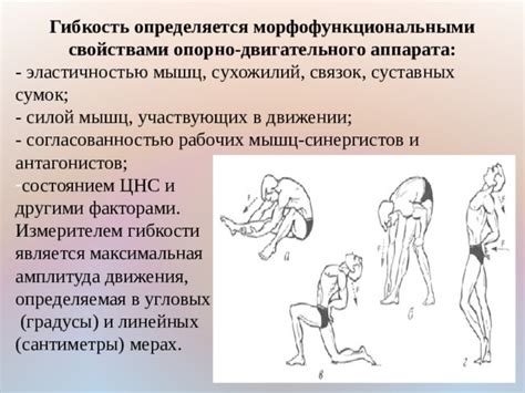 Роль сухожилий в движении и гибкости пальцев